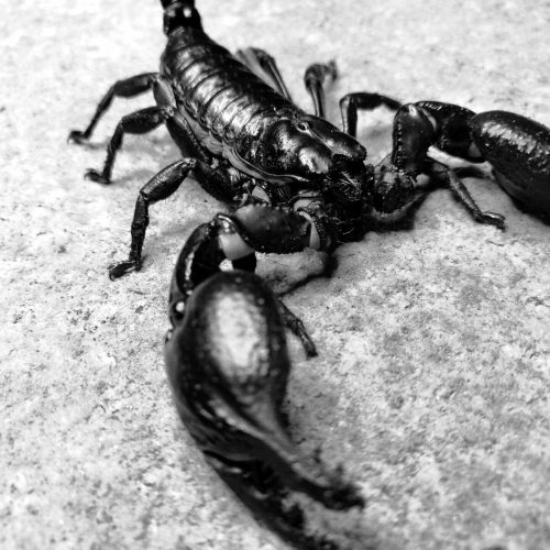 Skorpiony